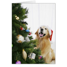 Golden retriever which watches Christmas tree Cards