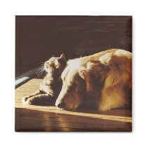 Golden Retriever With Cat Magnet