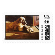 Golden Retriever With Cat Postage