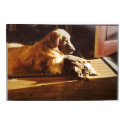Golden Retriever With Cat Poster posters by normagolden Golden Retriever With Cat Poster posters