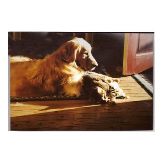 Golden Retriever With Cat Poster print