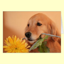 Golden Retriever With Flower cards
