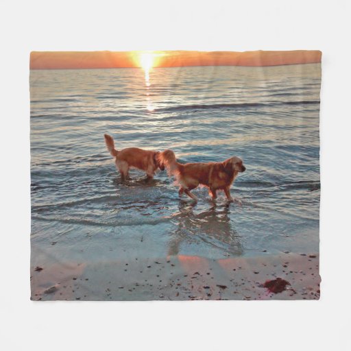 sunset golden retrievers golden retrievers at sunset fleece throw zazzle sunset golden retrievers golden retrievers at sunset fleece throw zazzle