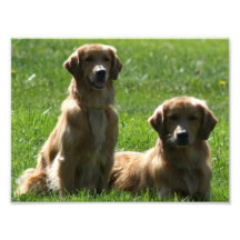 Golden Retrievers Photo