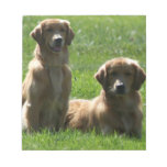 Golden Retrievers Scratch Pads