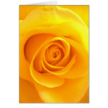 Golden Rose Greeting Card