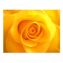 Golden Rose Postcard