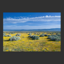 Golden Sapphire Field posters