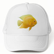 Golden Severum Cichlid Hat