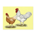 Golden Sex-link Chickens Postcard