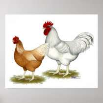 Golden Sex-link Chickens Posters