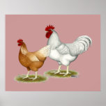 Golden Sex-link Chickens posters