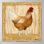 Golden Sex-link Hen posters