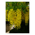 golden shower flower art print