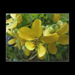Golden Shower Tree Postcard