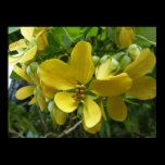 Golden Shower Tree Poster Print