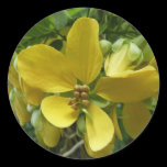 Golden Shower Tree Sticker