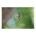 Golden silk orb-weaver posters