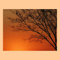 Golden Sky posters