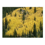 Golden Slope Post Card