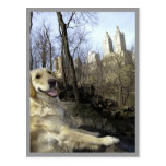 Golden Smiles in The Central Park Ramble Postcard
