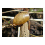"Golden Snail" Card