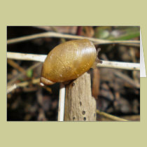 "Golden Snail" cards