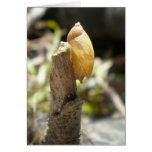 "Golden Snail" Cards