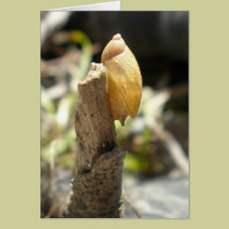 "Golden Snail" cards