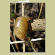 "Golden Snail" cards