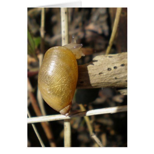 "Golden Snail" Greeting Card