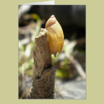 "Golden Snail" cards