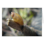 "Golden Snail" Greeting Cards