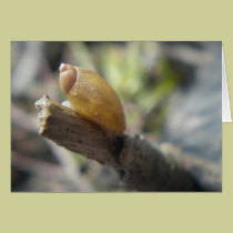 "Golden Snail" cards