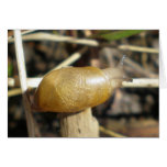 "Golden Snail" Greeting Cards