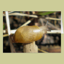 "Golden Snail" cards