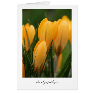 Golden Spring Crocuses - In Sympathy Greeting Card