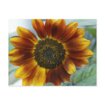 Golden Sunflower postcards by mbgphoto Golden Sunflower postcards