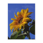 Golden Sunflower Post Card
