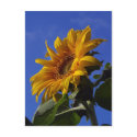 Golden Sunflower postcards by AYellowRose Golden Sunflower postcards