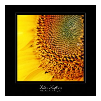 Golden Sunflower print