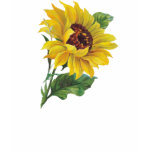 Golden Sunflower T Shirt