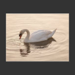 Golden Swan postcards