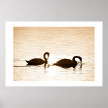 Golden Swans Poster