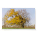 Golden tree posters