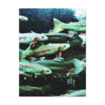Golden Trout Fish Sea World postcards by lifesphere Golden Trout Fish Sea World postcards