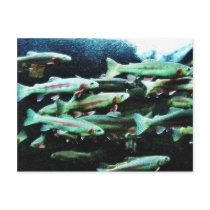 Golden Trout Fish Sea World postcards by lifesphere Golden Trout Fish Sea World postcards