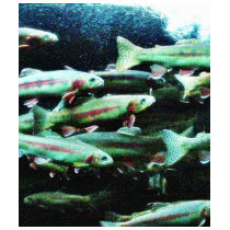 Golden Trout Fish Sea World t-shirts by lifesphere Golden Trout Fish Sea World t-shirts