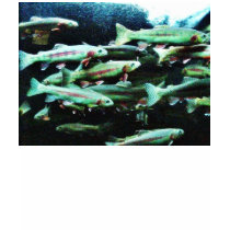 Golden Trout Fish Sea World t-shirts by lifesphere Golden Trout Fish Sea World t-shirts