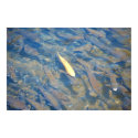 Golden Trout & Schoal of Brook & Rainbow Trout posters